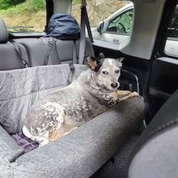 PupProtector™ Memory Foam Dog Car Bed Our old lady was having