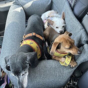 PupProtector™ Memory Foam Dog Car Bed This works great for what