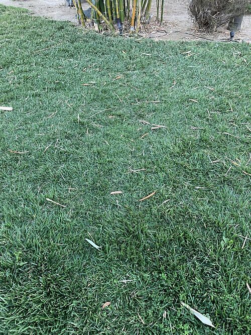 A lawn in Menifee, CA