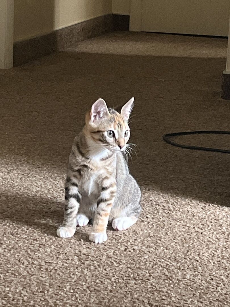 Catalyst Pet customer photo shared by Jordan V.