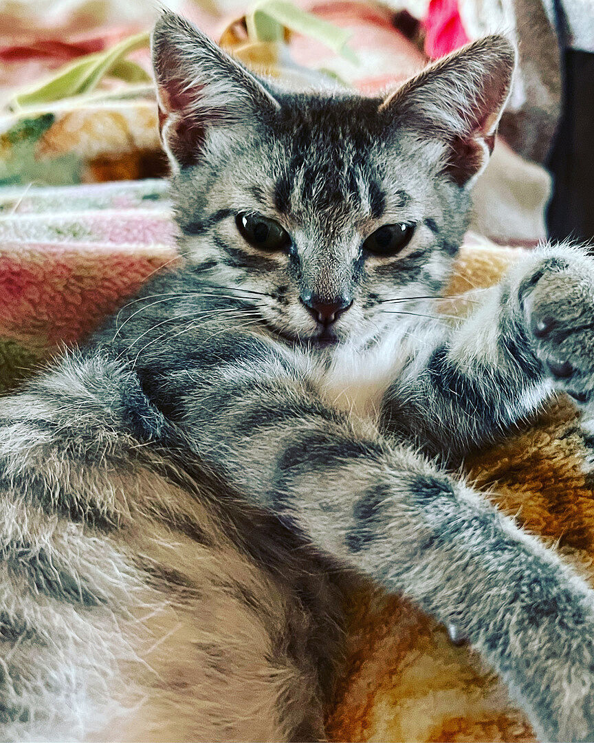 Catalyst Pet customer photo shared by Karen R.