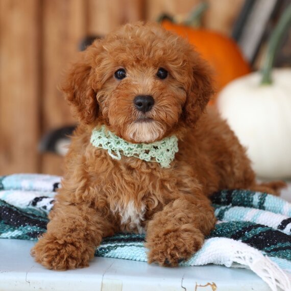 Goldendoodle Breed Facts, Information, and Characteristics | PuppySpot