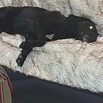 Image of Review by Joanne S. on  2 Oct 2023 number 1