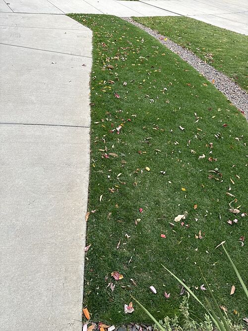 A lawn in Arvada, CO