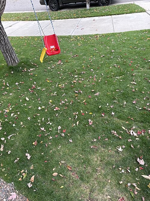 A lawn in Arvada, CO