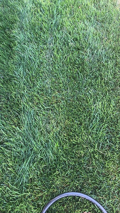 A lawn in Boise, ID