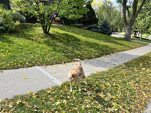A lawn in Bloomington, MN