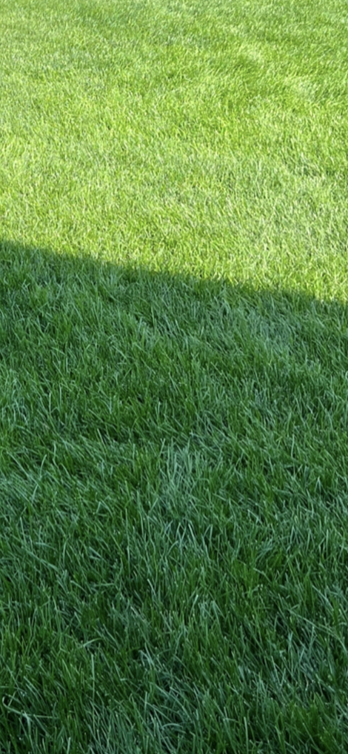 A lawn in Farmington, MN
