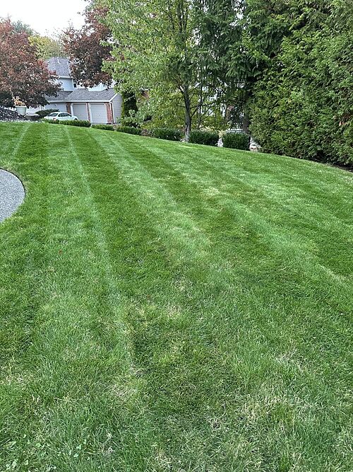 A lawn in Seattle, WA