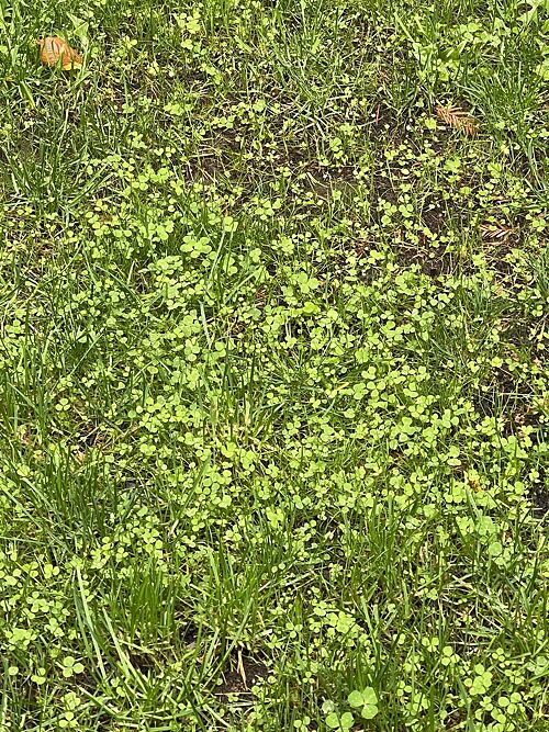 A lawn in Federal Way, WA