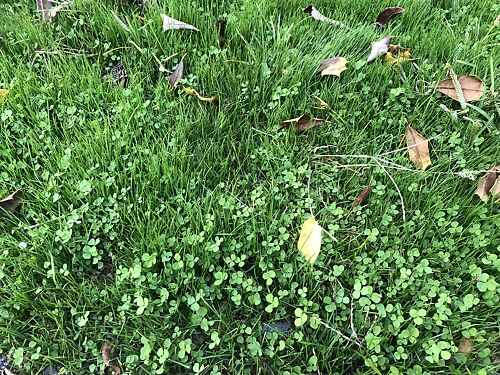A lawn in Central, NJ