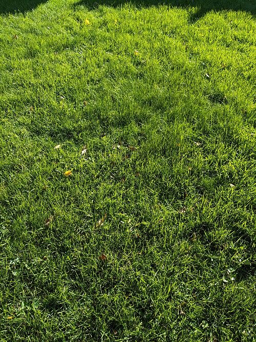 A lawn in Saint Paul, MN