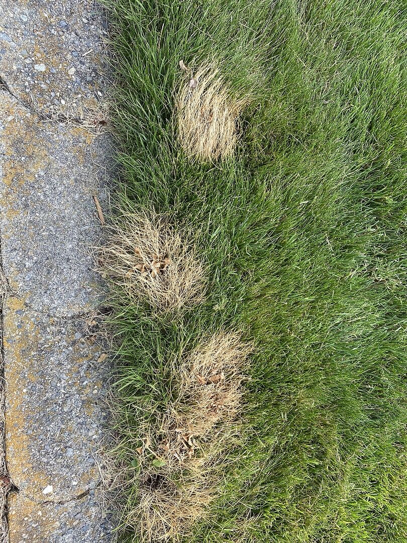 Weed Warrior Concentrate Starter Pack Sunday Lawn Care