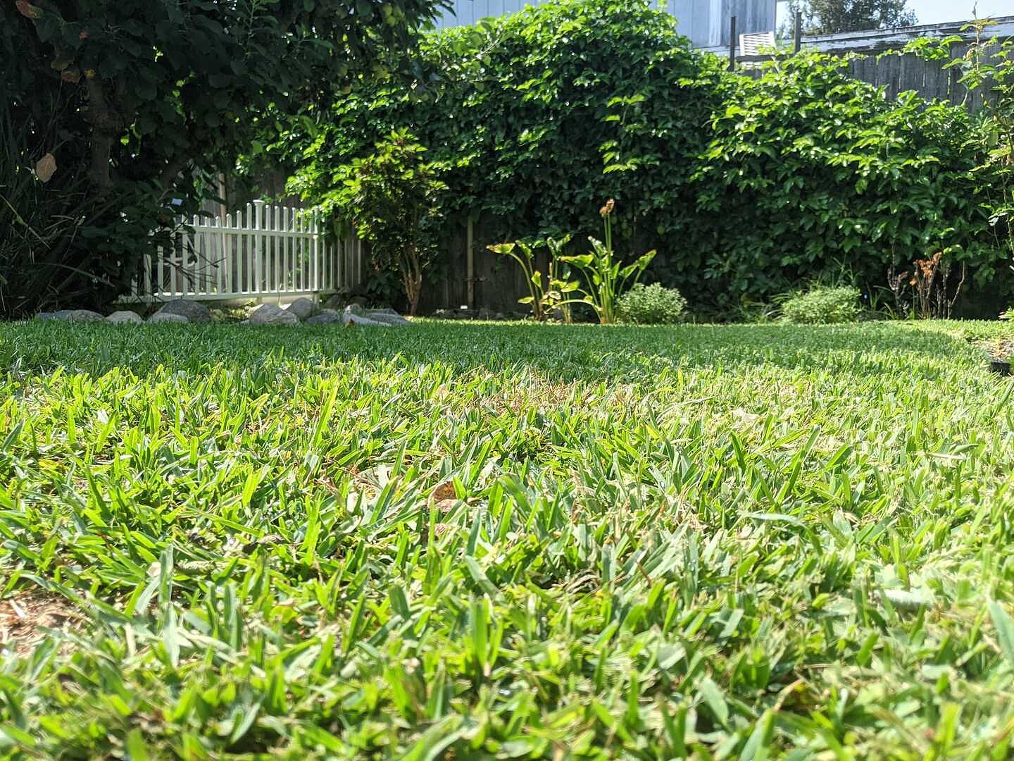 Weed Warrior Concentrate Starter Pack Sunday Lawn Care