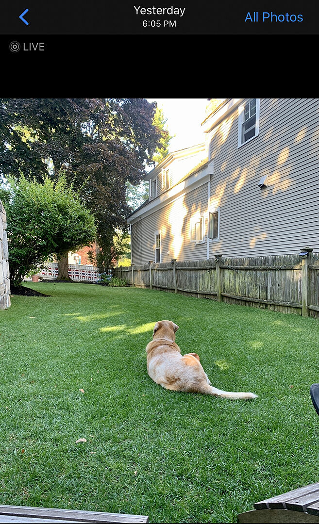 Mosquito Deleto Bug Control Spray & Repellent Sunday Lawn Care