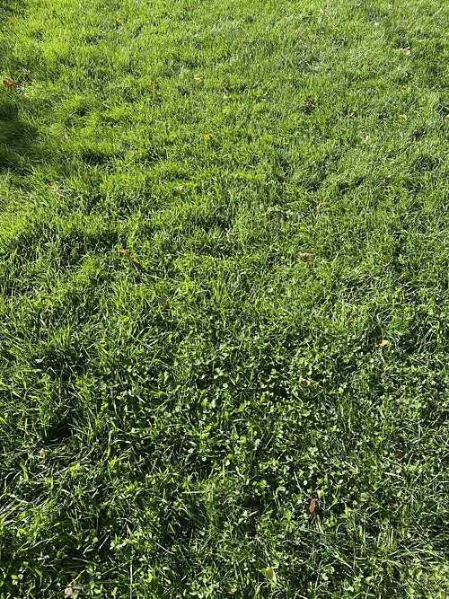 A lawn in Arvada, CO
