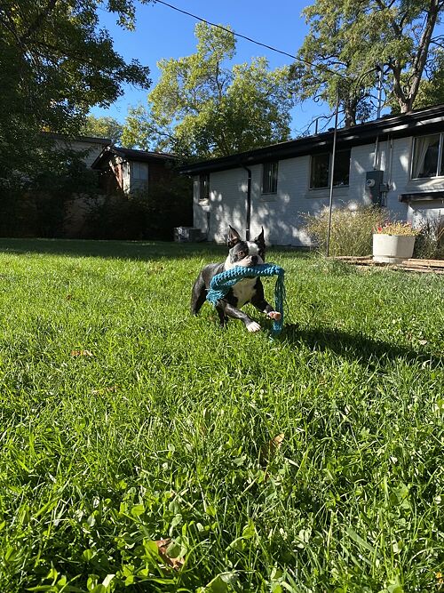 A lawn in Arvada, CO