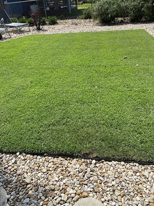 A lawn in Austin, TX