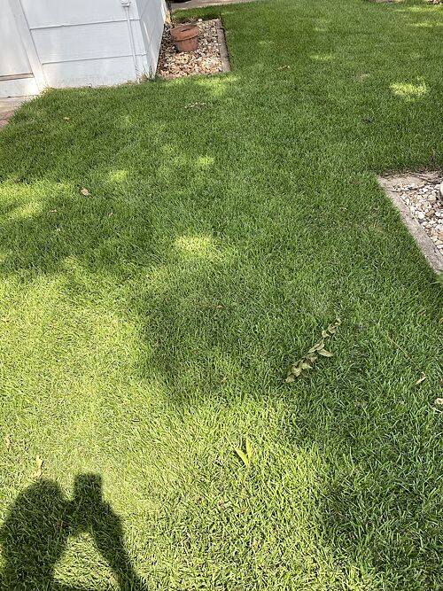 A lawn in Austin, TX