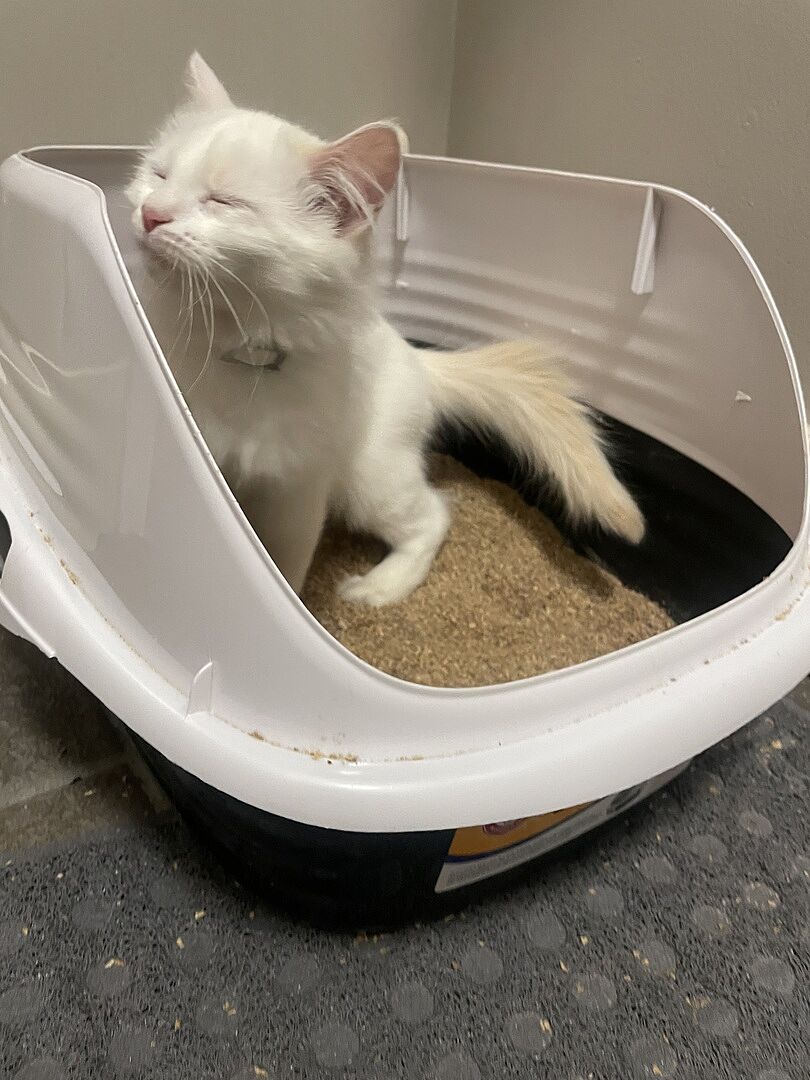 Catalyst Pet customer photo shared by Samantha D.