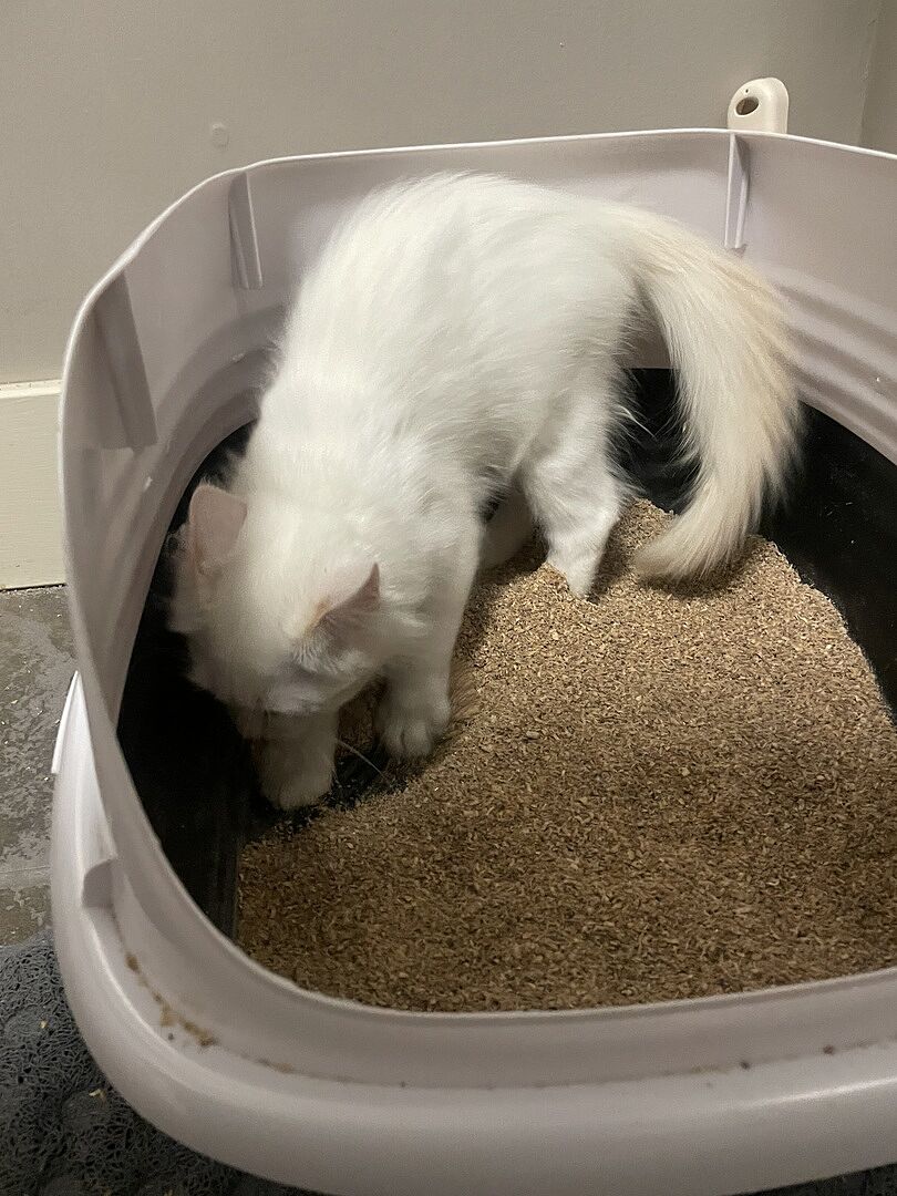 Catalyst Pet customer photo shared by Samantha D.