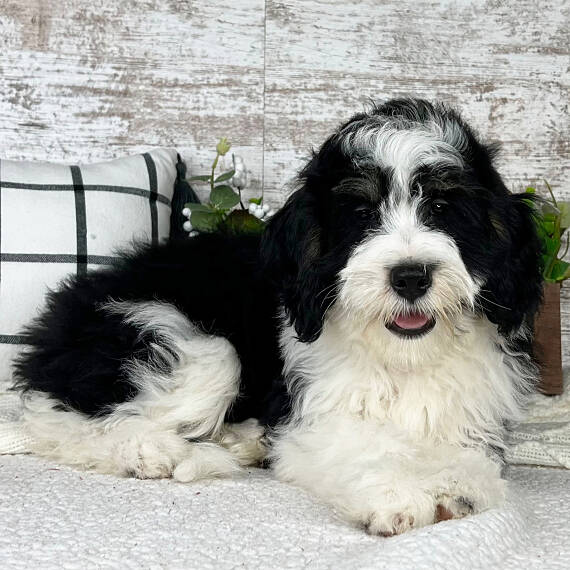 Bernedoodle Puppies For Sale 