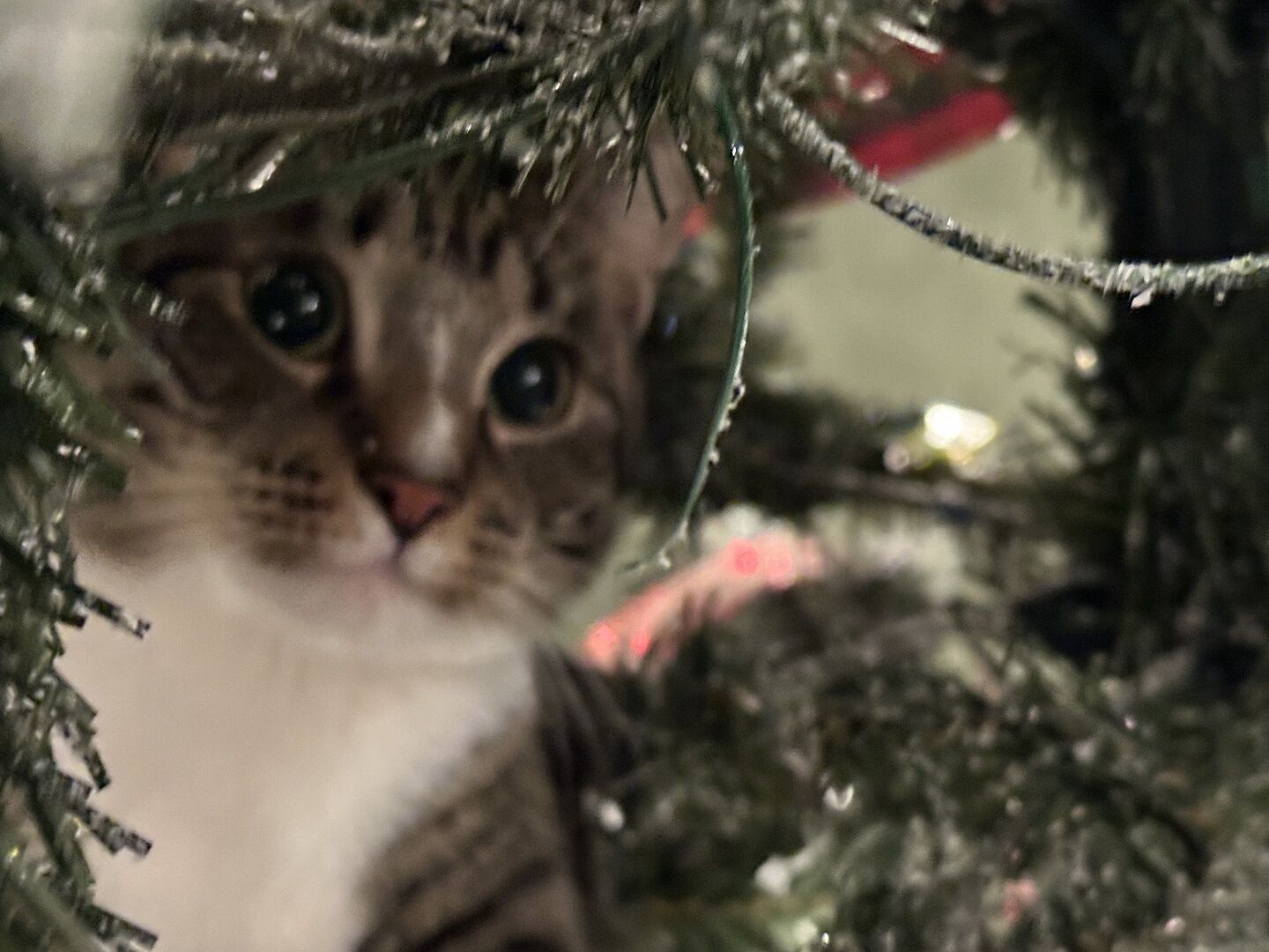 Catalyst Pet customer photo shared by Elia O.