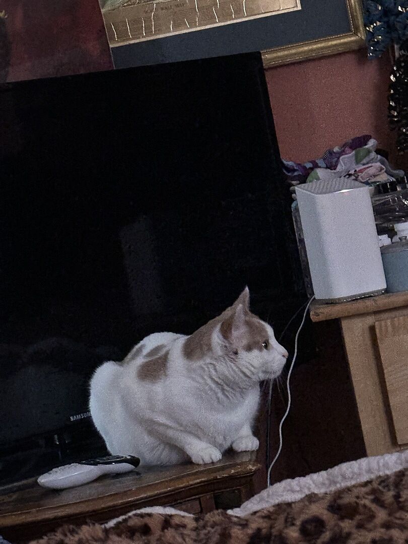 Catalyst Pet customer photo shared by Elia O.