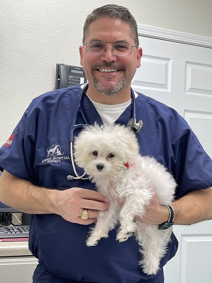 Puppies for Sale Dogs for sale PuppySpot