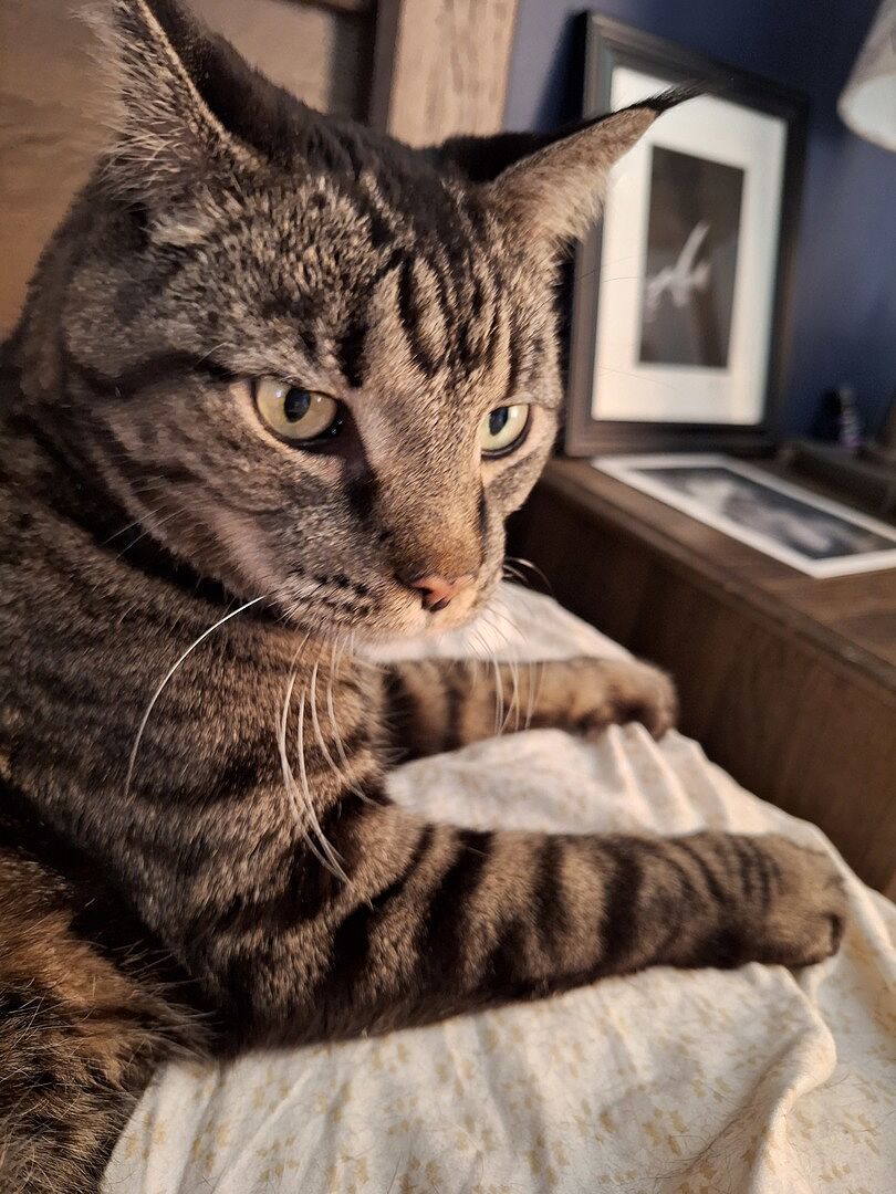 Catalyst Pet customer photo shared by Megan G.