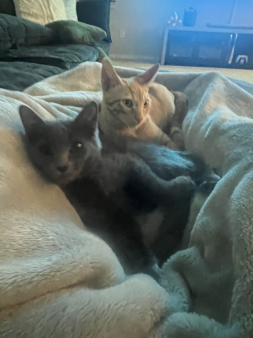 Catalyst Pet customer photo shared by Angela P.