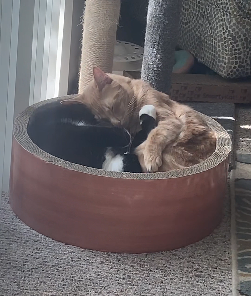 Catalyst Pet customer photo shared by Debra G.