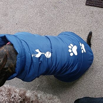 tottenham hotspur dog jersey