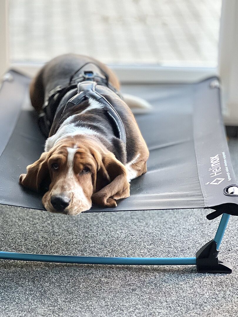 Helinox Elevated Dog Cot Free Shipping Year Warranty