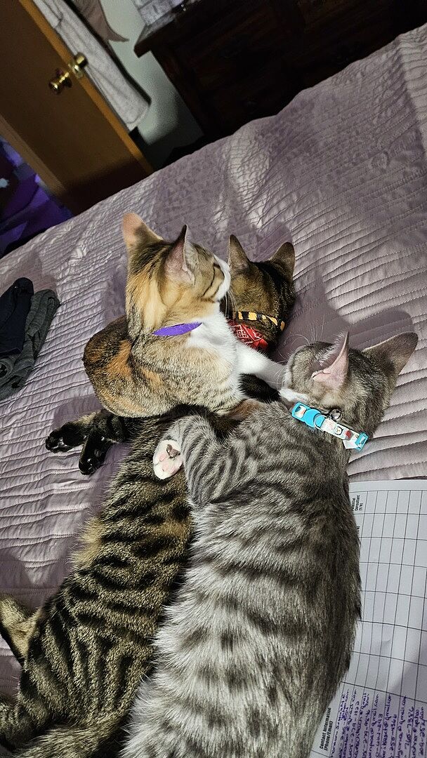 Catalyst Pet customer photo shared by Candi H.