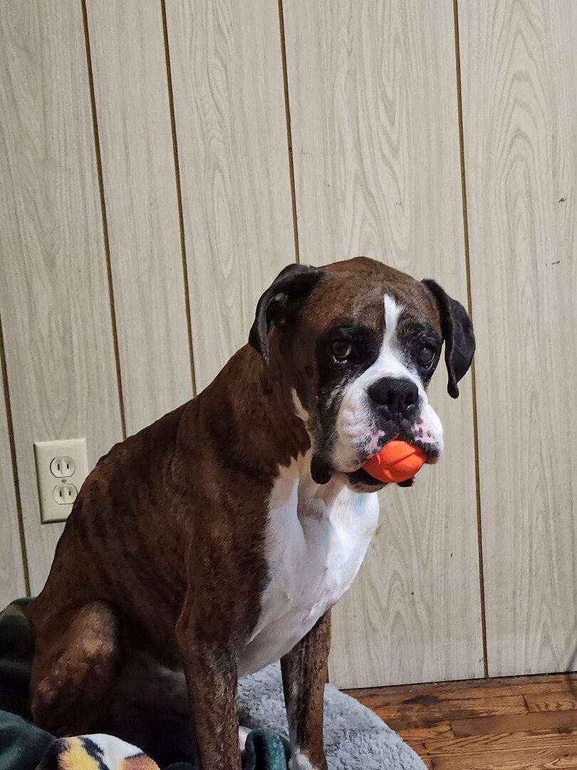 Amanda D.'s brindle Boxer, Ranger, sitting with a toy in his mouth