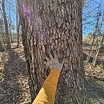 Image of Review by MITCHEL J. on 12 Mar 2024 number 3