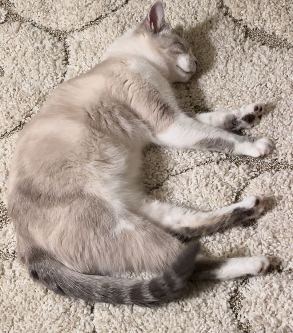 Catalyst Pet customer photo shared by Mary K.