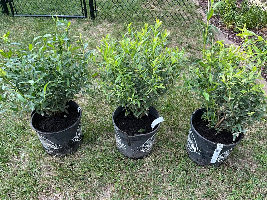 Photo from review by G M.