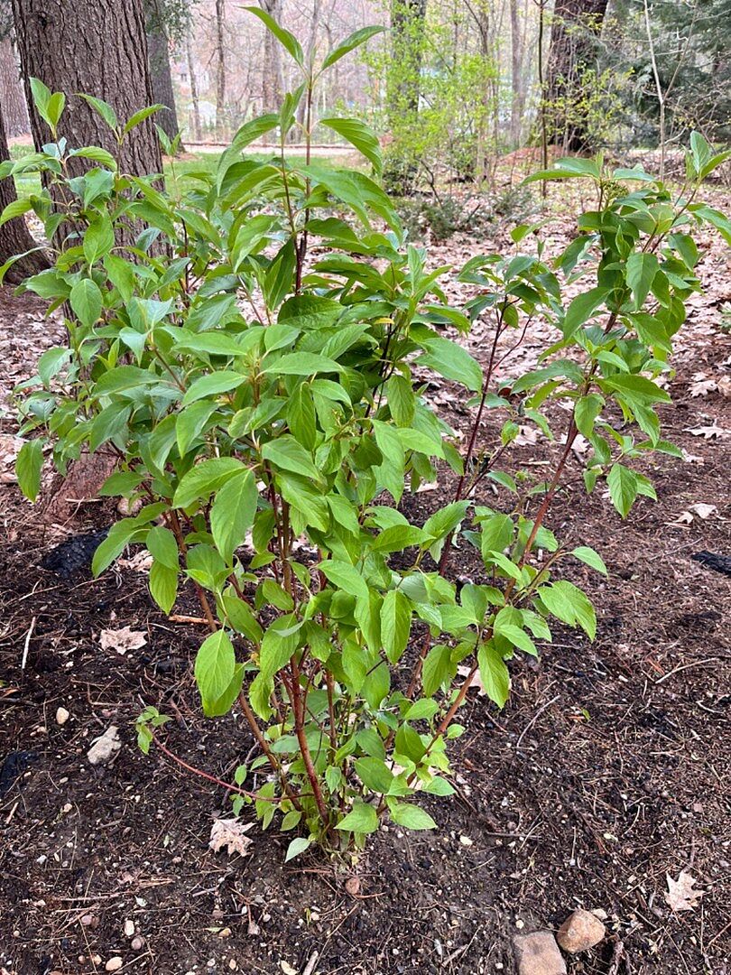 thumbnail image 2 of Red Twig Dogwood Shrub For Sale - Bright Red Bark 2 of 12