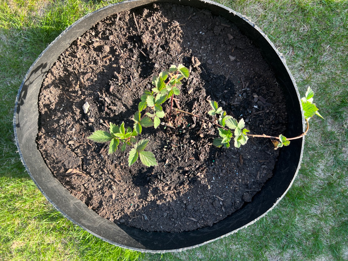 Awesome Triple Crown Blackberry plants