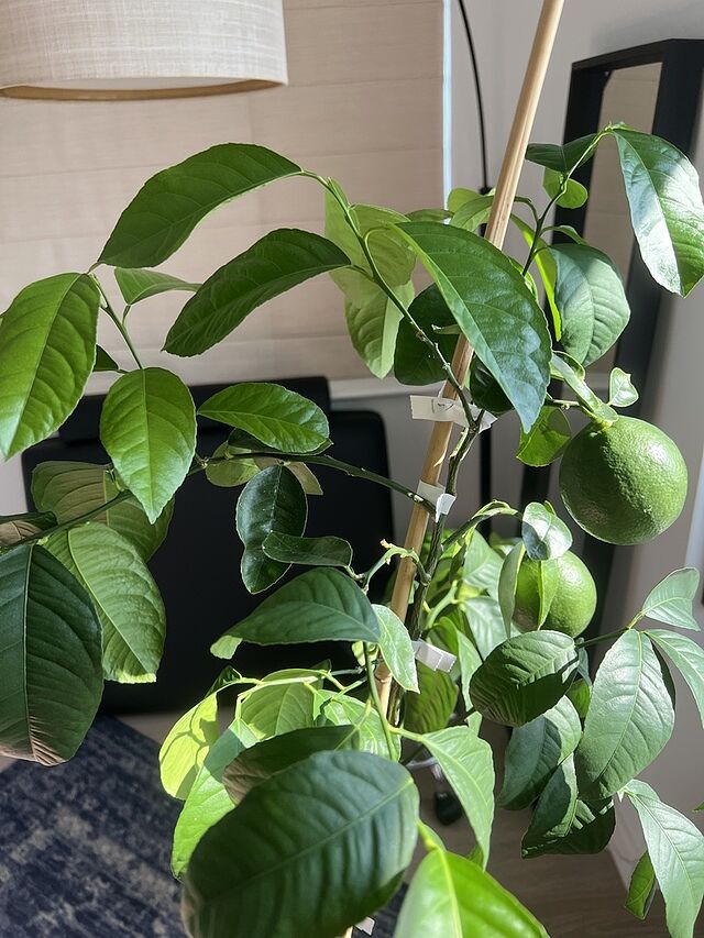 Photo from review by Matthew