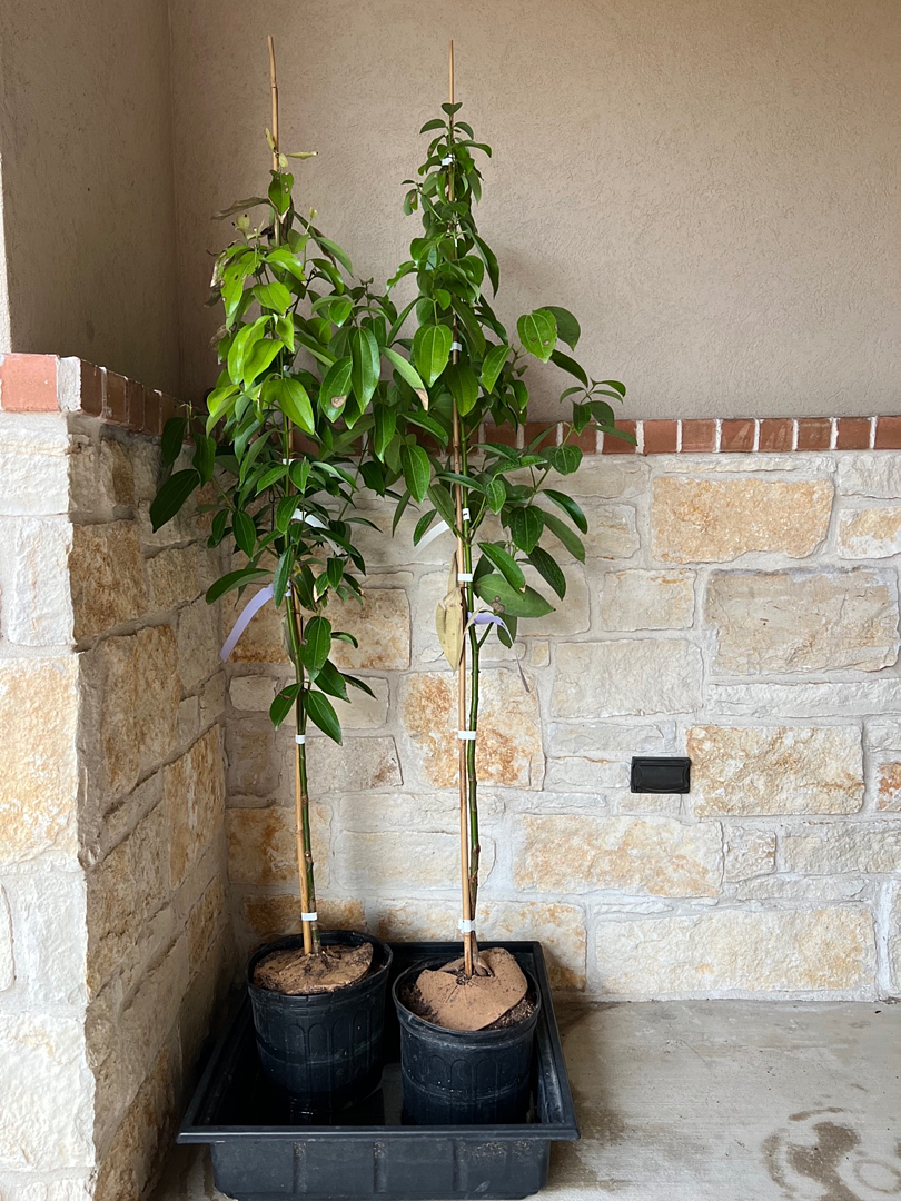 Beautiful, Healthy Cinnamon Trees