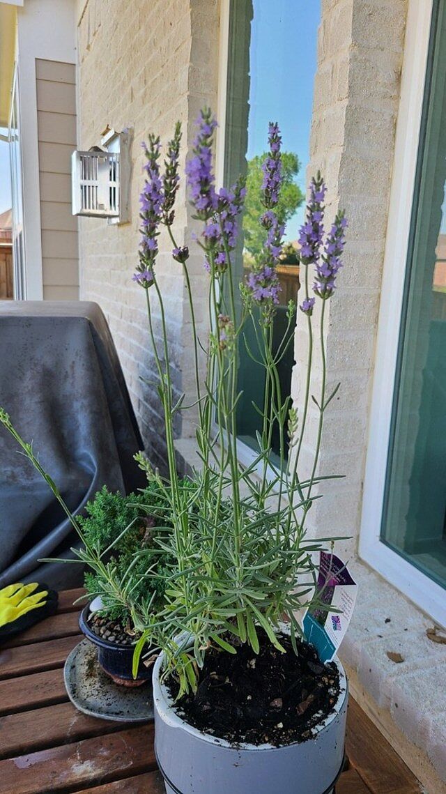 Photo from review by Anonymous