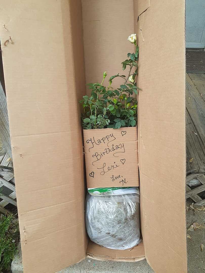Gorgeous Rose Bush For My Wife's Birthday
