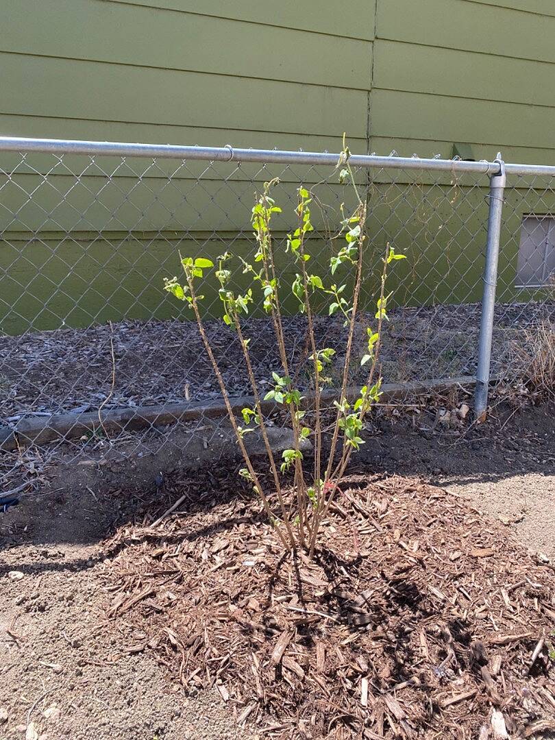 Bought 2 Shrubs