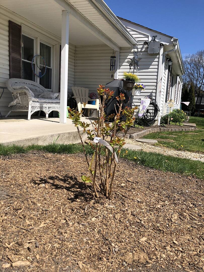 Hopi Crape Myrtle