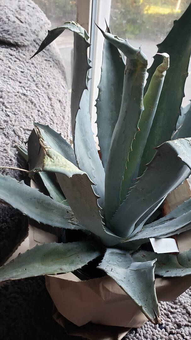 Nice size agave, beat up in shipping