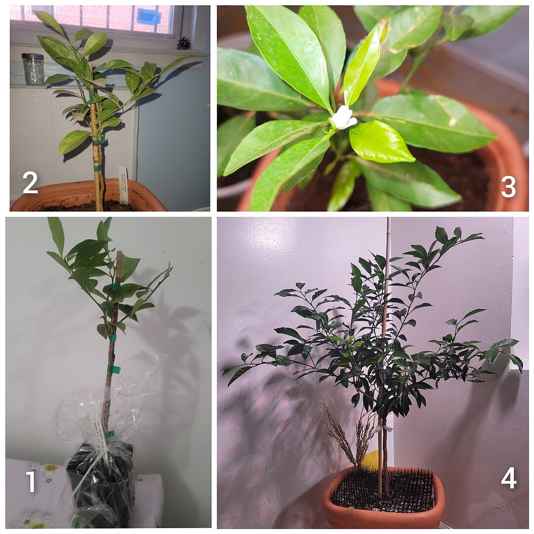 My kishu mandarin tree