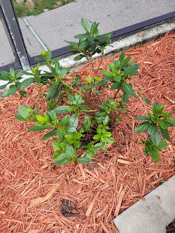 Green azalea